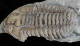 Bargain, Prone Flexicalymene Trilobite - Ohio #61017-4